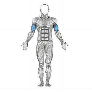 Curl inclinado com halteres